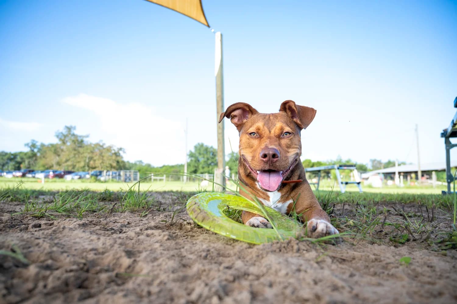 Oh Hey Dog community gathering